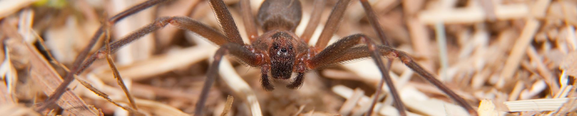 Brown Recluse Spider Identification And Prevention Guide Gold Star