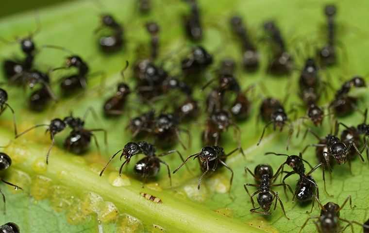 a lot of black ants on a leaf