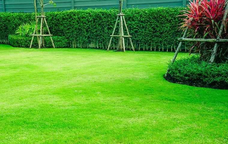 green lawn and landscaping