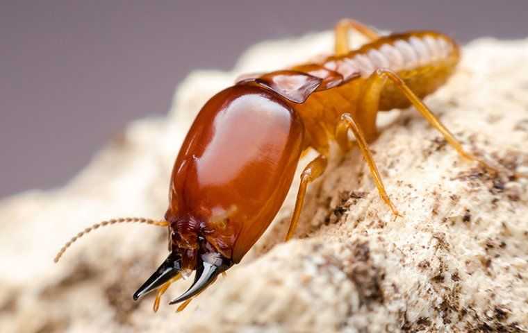 up close of termite on saw dust