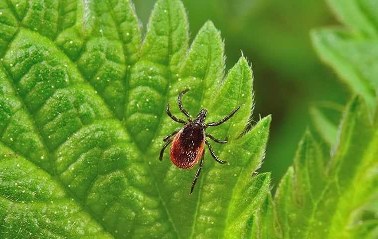 deer tick crawling on leaves