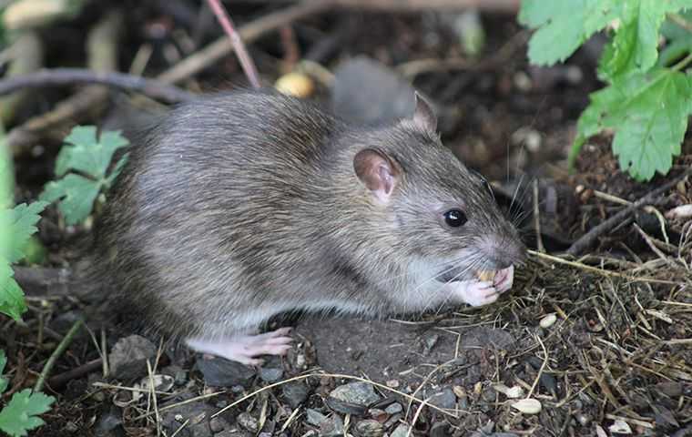 rat eating outside