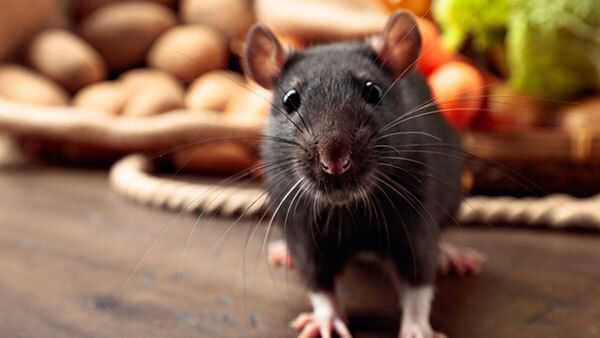 rodent in kitchen