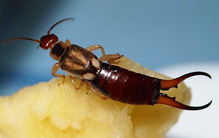 earwig on fruit in home