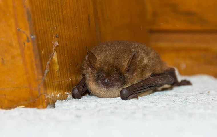 bat inside home