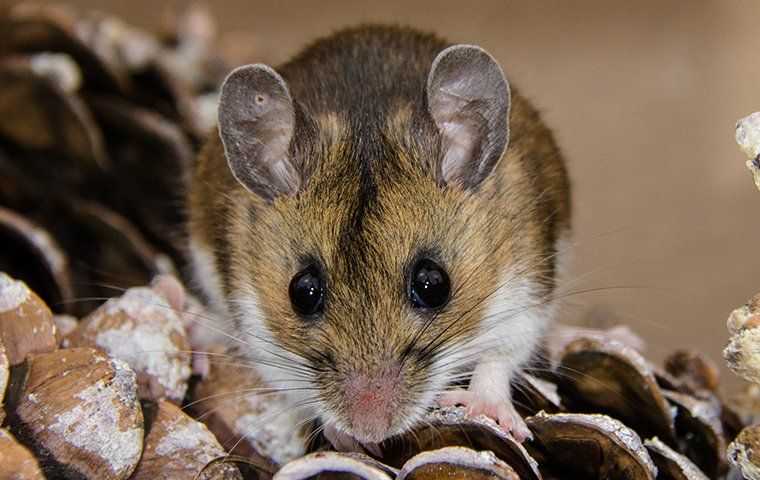 mouse sitting on a pinecone