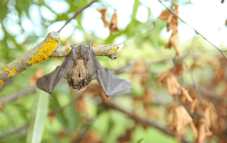 bat hanging from branch