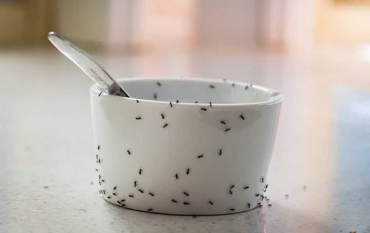 ants crawling on a bowl