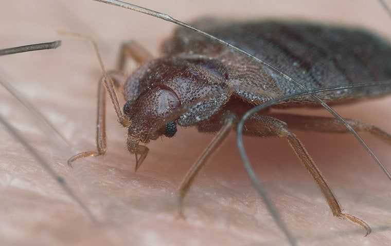 Zoom in of a bed bug crawling on skin