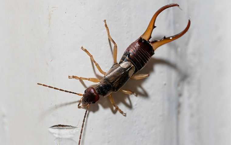 earwig on wall