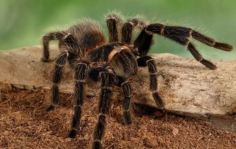 a tarantula crawling outside a home