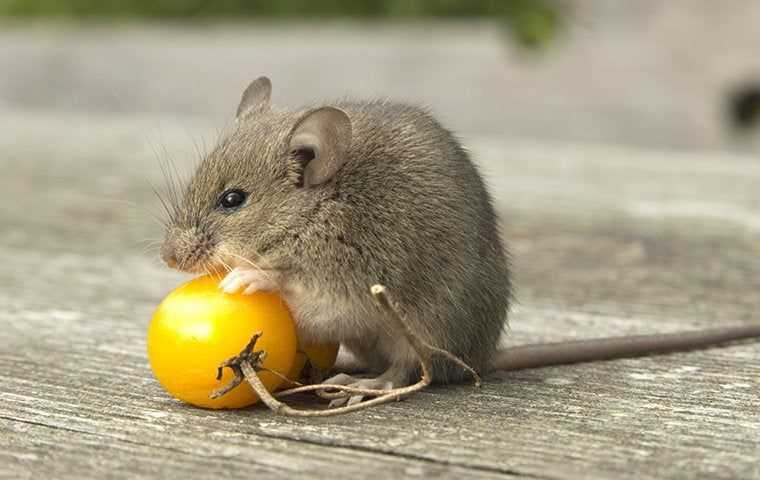 little house mouse eating a little yellow tomato