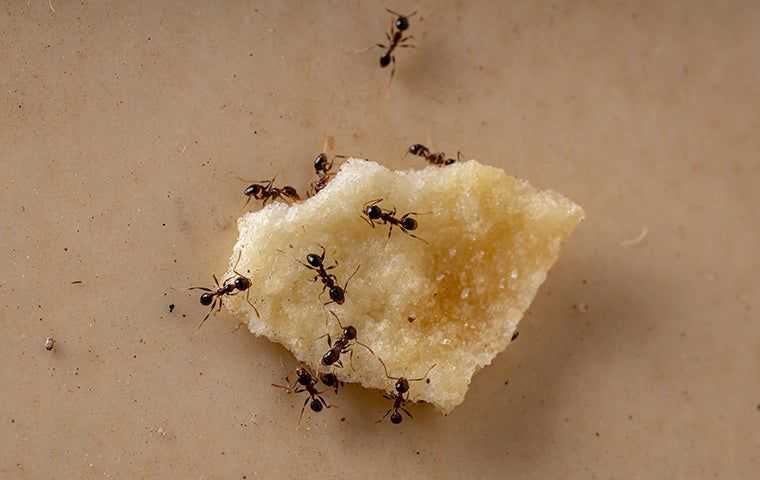 ants on a food scrap