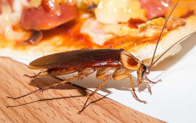 american cockroach crawling on food in a kitchen