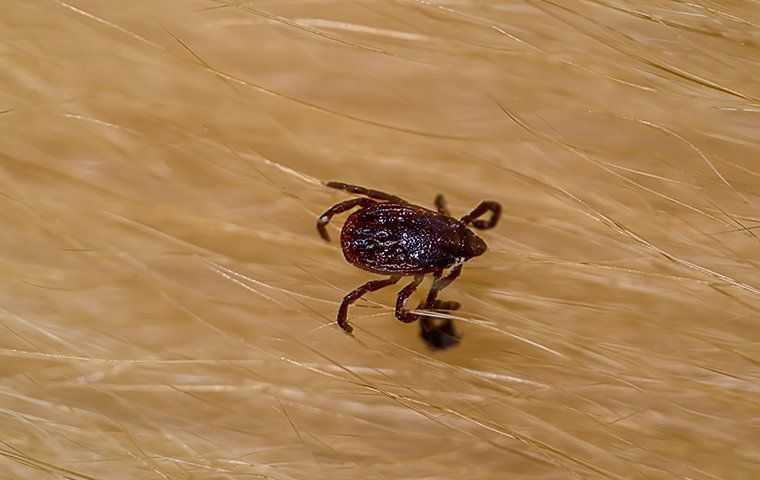 tick on brown fur