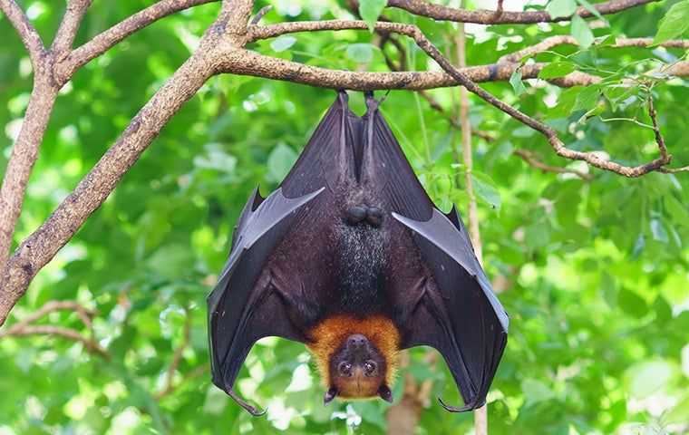 bat hanging upside down