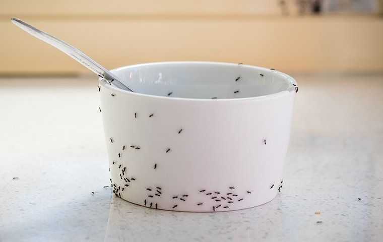 ants in the kitchen