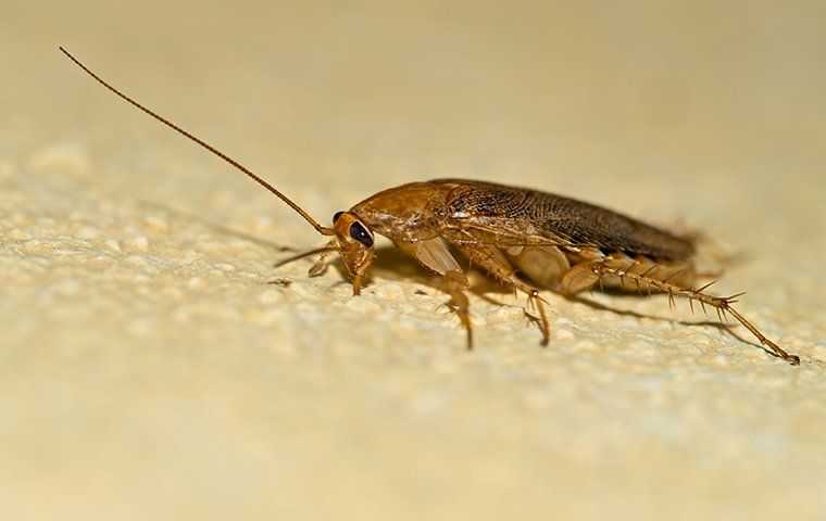 cockroach on floor