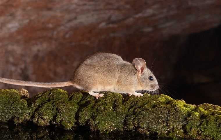 rat crawling near water