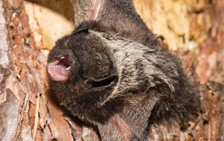 angry bat showing teeth