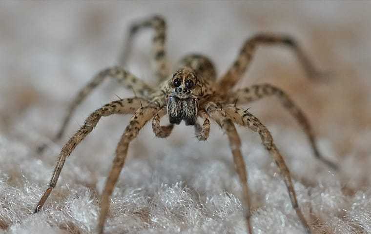 a wolf spider crawling in a living room