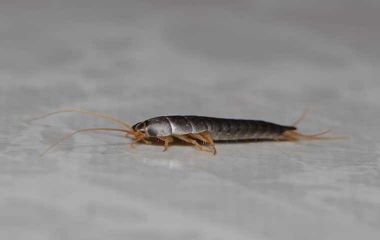 silverfish on floor of home