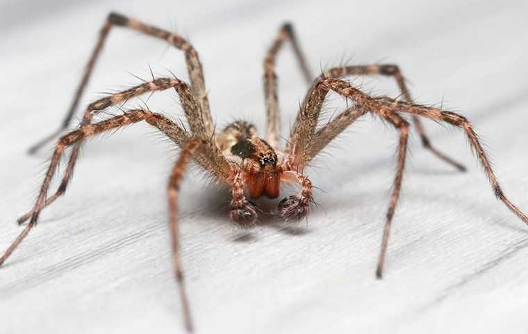 house spider crawling on floor