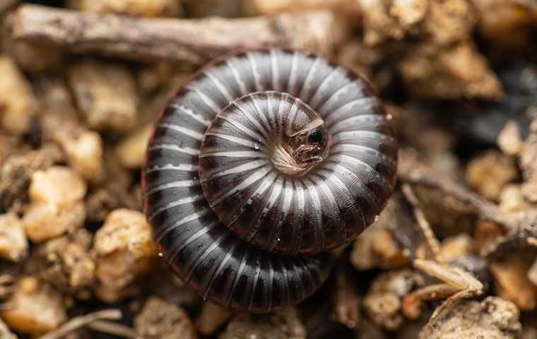 millipede in mulch