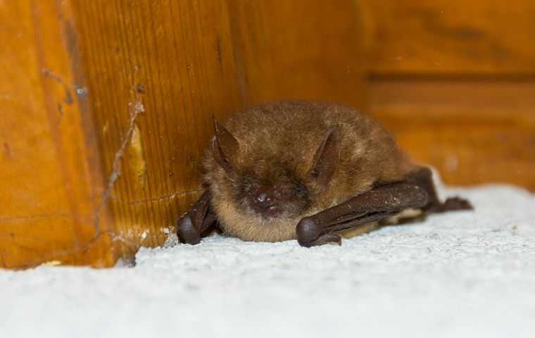 close up of bat in house