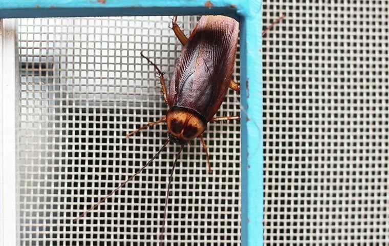 a cockroach crawling on a window scree