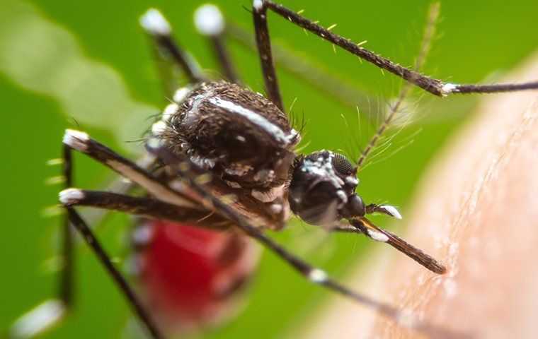 mosquito biting skin