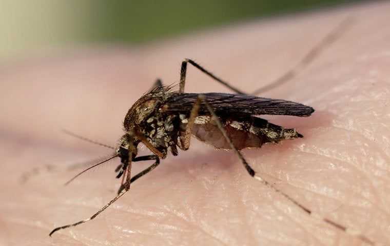 mosquito biting skin on hand