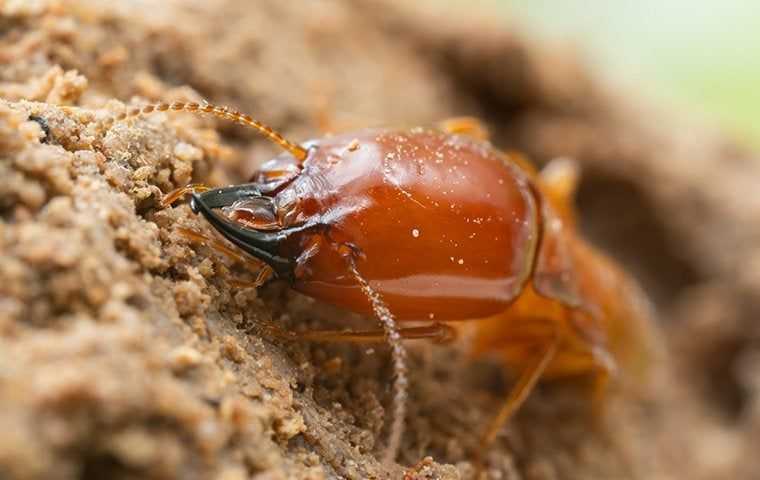 big termite